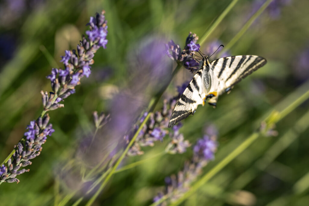 Se marier en Provence